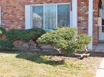 Lake Point bonsai 008.JPG