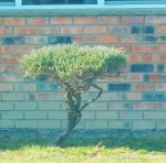 Lake Point bonsai 015.JPG