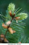 douglas-fir-pseudotsuga-menziesii-branch-with-male-flowers-and-young-dajgk5.jpg