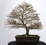 DSC_8783.jpg