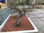 Chinese Elm #2.jpg Chinese Elm #2.jpg