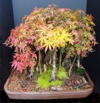 Bonsai FAll 2016 003.JPG