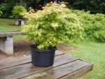 Acer palmatum double trunk-purechase fron Marc Torppa 2016.jpg