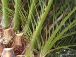 Phoenix_canariensis__Phoenix_palm-004.jpg