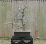 Cedar elm 2.jpg