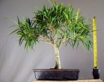 ficus 4.jpg