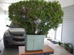 Boxwood 1.jpg