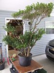 Boxwood 4.jpg