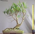 ficus w1.jpg