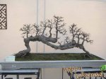 Penjing-Bonsai-Exhibition-101.jpg