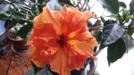 Orange hibiscus.jpg