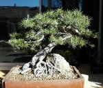 Scots Pine.jpg Scots Pine.jpg