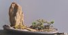 landscape 1a.jpg