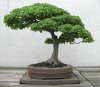 Bonsai Trident Curve 2.jpg