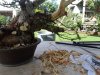 DSC00271.jpg