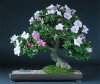 azalea-bonsai.jpg