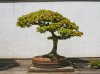 Trident Maple - USNA.jpg