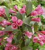 3807-weigela-florida-victoria-weigela.jpg