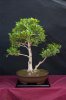 spfld_bonsai_show_088.jpg