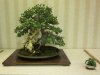 IMG_0483a.jpg