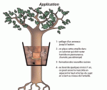 Tree Air Layer Forming.GIF