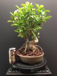 Ficus Retusa.jpg