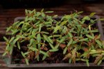 seedlings-50.jpg