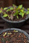 seedlings-53.jpg