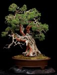 Sierra_Juniper_by_Roy_Nagatoshi_and_Dan_Robinson_76.jpg