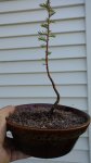 IMG_20170420_172754473.jpg