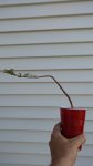 IMG_20170420_172824264.jpg