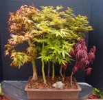 penjing-grouping-larch 4-17 008.JPG