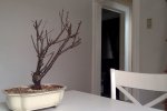 Photo on 4-25-17 at 2.31 PM #4.jpg