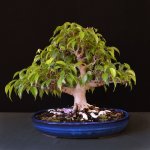 FICUS '16.jpg