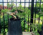 IMG_20170515_081456083~2.jpg