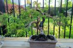 IMG_20170515_081524097~2.jpg