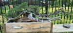 IMG_20170515_081548339~2.jpg