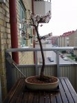 Prunus 001 april-29-2017 .JPG