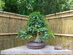 LRM_EXPORT_20170520_170053.jpg