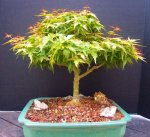 penjing-grouping-larch 4-17 011.JPG