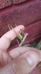 IMG_20170529_190024.jpg