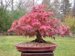 red-maple-bonsai2.jpg