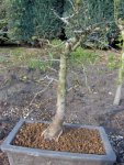 ulmus minor 2007.jpg ulmus minor 2007.jpg