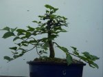 ulmus minor 2010.JPG ulmus minor 2010.JPG