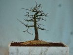 ulmus minor 2013.JPG ulmus minor 2013.JPG