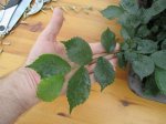 ulmus minor 2017 eerste groei.JPG