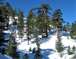 Pinus_lambertiana_forest_Cucamonga_Wilderness.jpg