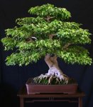 ficus-benjamina-bonsai.jpg