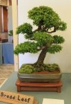 Chinese elm 5.jpg