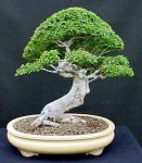 Chinese Elm 3.jpg